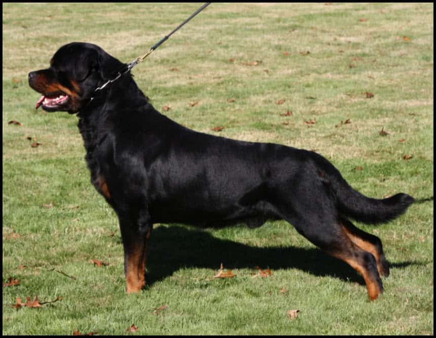 Elegant black and tan Rottweiler standing confidently on a grassy field, showcasing a muscular build and alert posture, ideal for alert dogs and protection work.