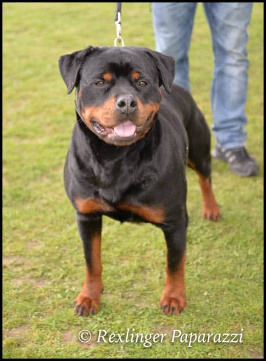 Rottweiler dog standing outdoors on grass, showing muscular build and alert posture.