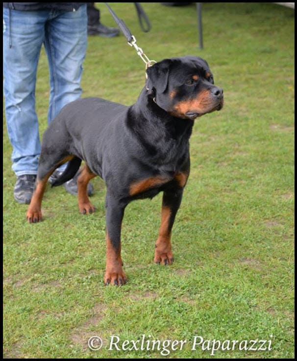 Rottweiler dog at Vom Haus Burns, standing on a grassy field with handler in background, showcasing strength and obedience, ideal for working dog training and canine excellence.