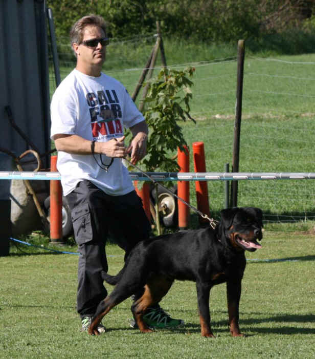 Man training Rottweiler dog outdoors at Vom Haus Burns, a renowned kennel specializing in high-quality Rottweilers and German Shepherds for protection and sport.