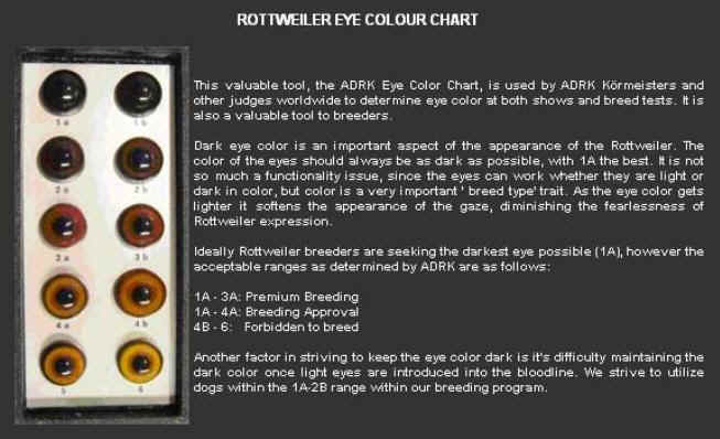 Rottweiler eye color chart with various shades of dark and light eye colors for breeding and evaluation purposes.