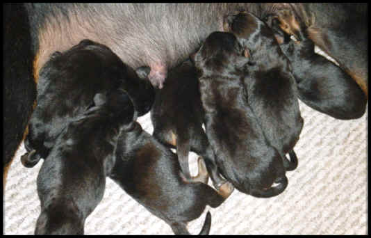Five adorable black and tan puppies nursing from their mother at Vom Haus Burns, a reputable German Shepherd breeder known for quality and health. Perfect for families seeking well-bred German Shepherd puppies.