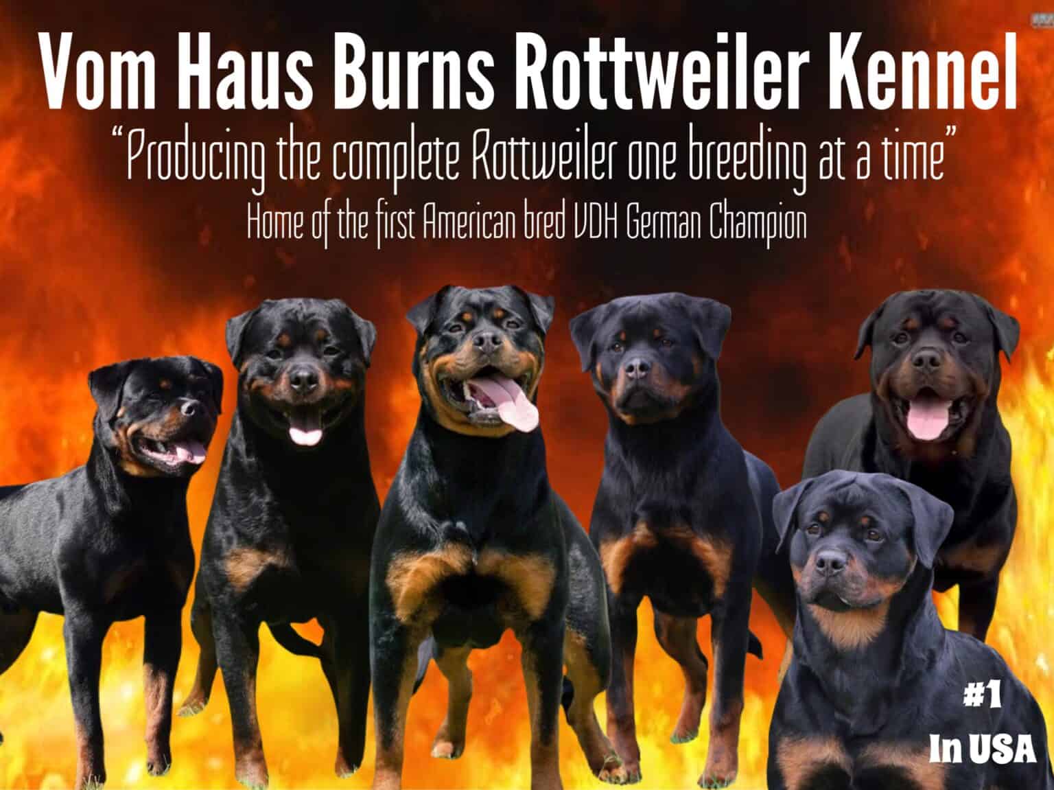 Rottweiler puppies at Vom Haus Burns, a renowned Rottweiler kennel known for producing American-bred VDH German Champions with a focus on quality and excellence.