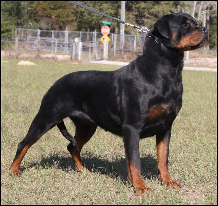 Black and Tan Rottweiler on a grassy field, showcasing strong and muscular build, breed expertise, and excellent temperament for protection and family companionship.
