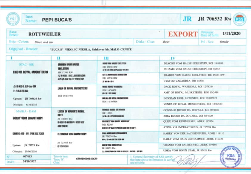 ROTTWEILER puppy at Vom Haus Burns kennel, high-quality breed with strong lineage, healthy and well-trained Rottweilers for protection and companionship.
