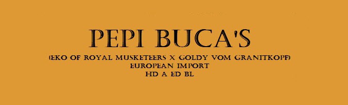 Elderly man walking a dog on a leash in a park during sunset, emphasizing outdoor activity and pet companionship.