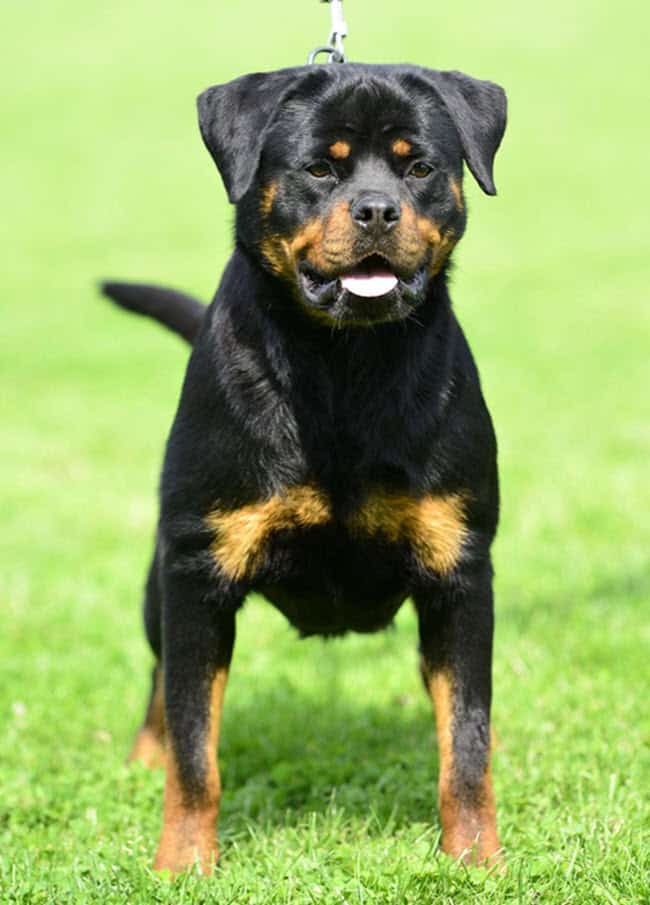 Rottweiler puppy at Vom Haus Burns, focused on a training session, showcasing a muscular build and alert expression, highlighting high-quality Rottweiler breeding and care.