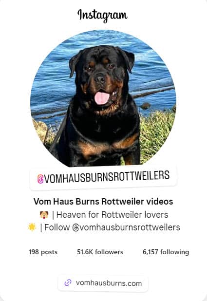 Rottweiler dog by water at Vom Haus Burns Rottweiler, displaying strength and loyalty, enjoying outdoor scenery, perfect for Rottweiler lovers and enthusiasts of the Vom Haus Burns kennel.