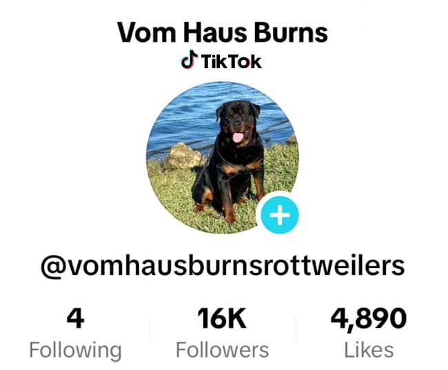 Rottweiler dog sitting outdoors near water, representing Vom Haus Burns TikTok account, emphasizing quality Rottweiler breeding and training.