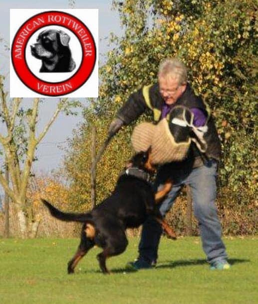 German Rottweiler training session at Vom Haus Burns, demonstrating obedience and agility in outdoor training environment.