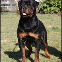 Rottweiler dog standing outdoors on a grassy lawn, showcasing breed strength, obedience, and alertness, ideal for protection and companionship.