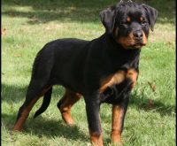 Rottweiler puppy sitting on grass with alert expression, showcasing strong build and glossy black and tan coat, at Vom Haus Burns.