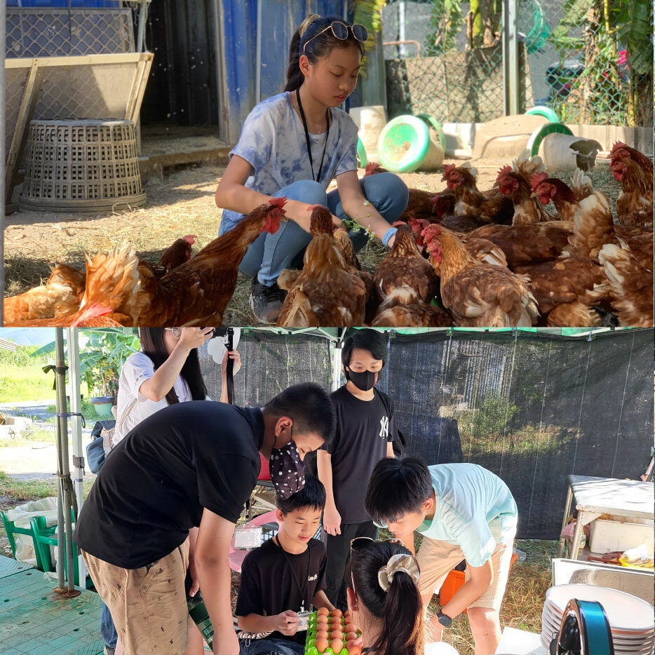 🐓 立鋒牧場 ⏳ 半日蛋農