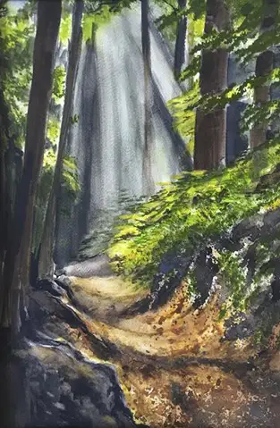 Sunlit forest path with tall trees and shadows.