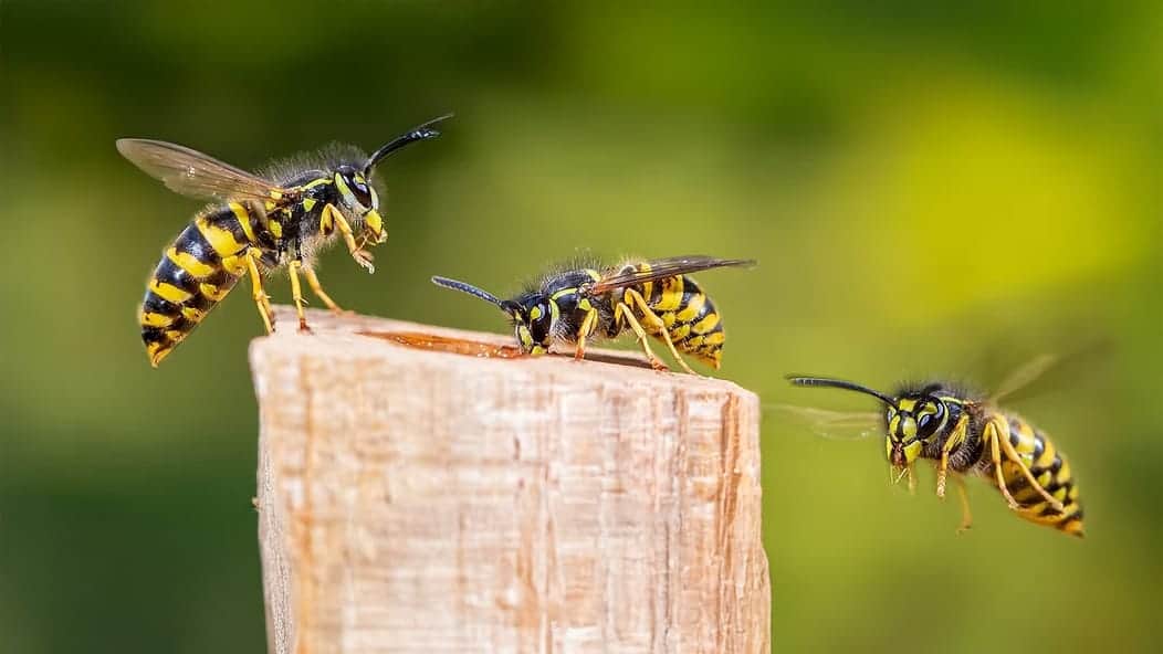 An image of several wasps