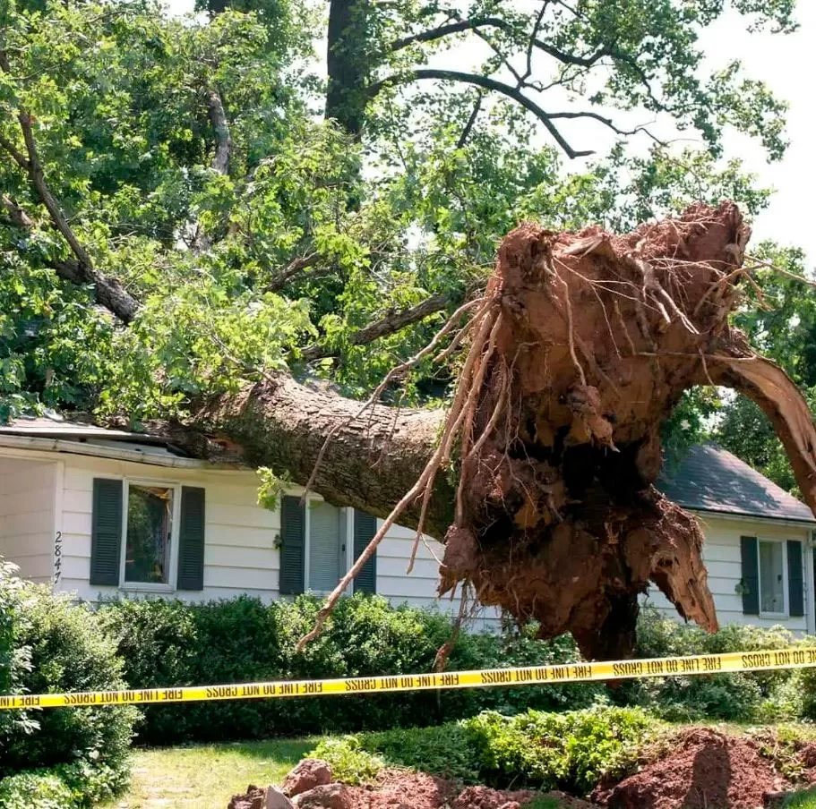 Storm Damage 3 A large tree has fallen onto the roof of a house, causing visible storm damage. The area is cordoned off with yellow caution tape, highlighting the urgent need for storm damage roof repair.