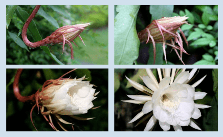 Kadapul flower blossom