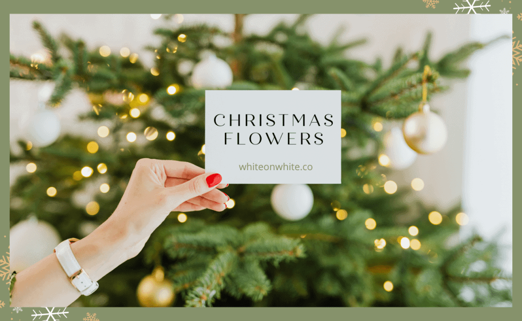 Christmas Flower Blog