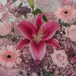 Pretty in Pink opening stand