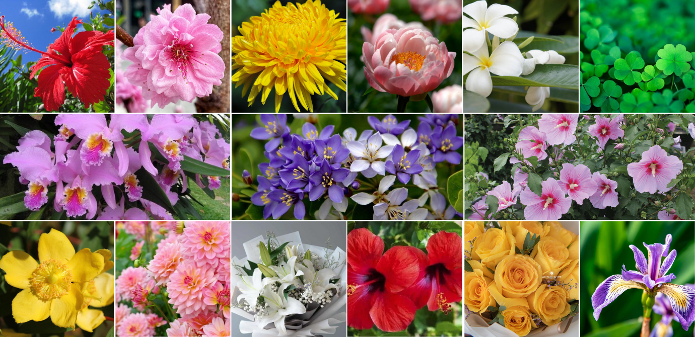 Have You Seen National Flower For Every Olympic Countries?