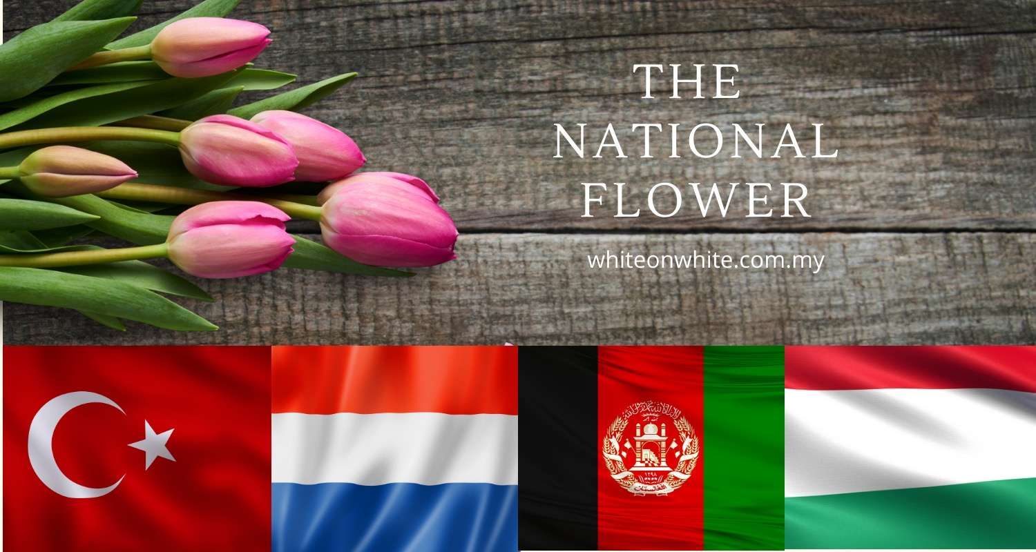 6 Popular Tulip Colour Meanings