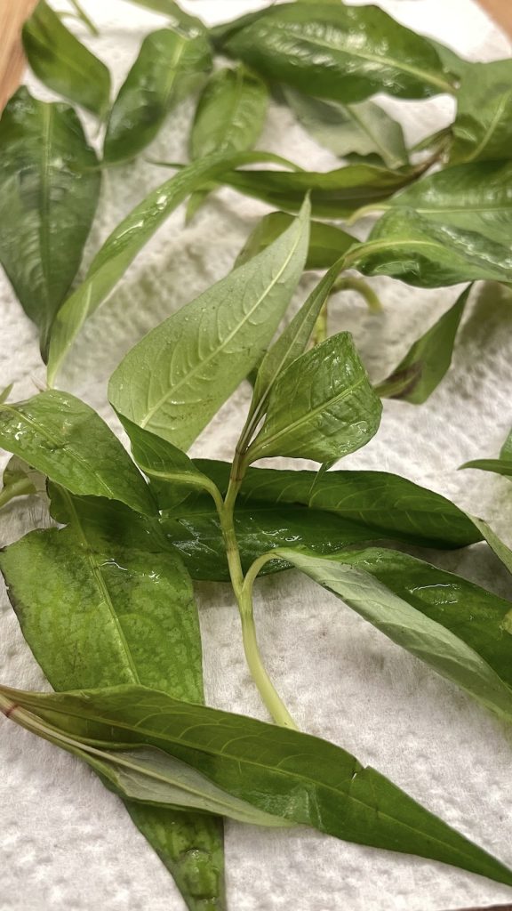 Vietnamese coriander