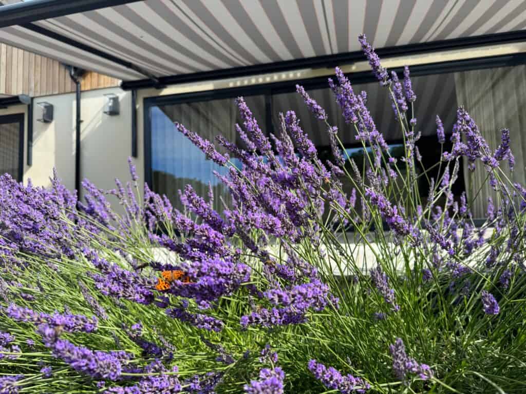 summer garden patio shaded with weinor awnings