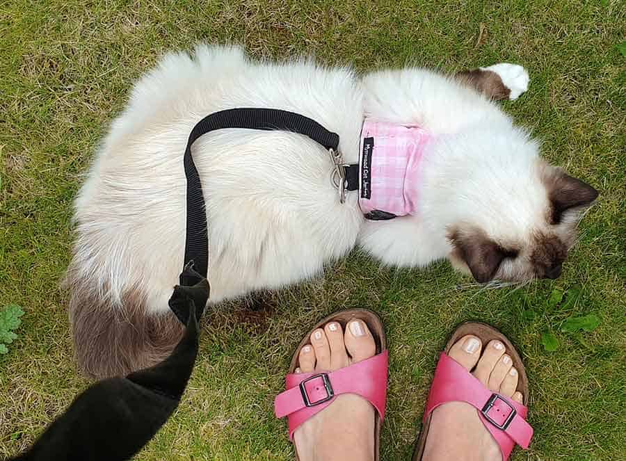 Ragdoll Leash Training: 4 Easy Steps to Walk Your Cat Safely