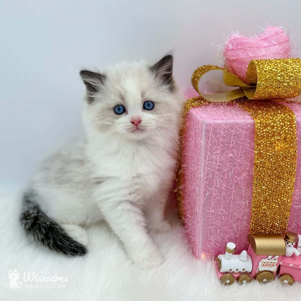 Seal Point Ragdolls Guide: 5 Facts About the Original Color