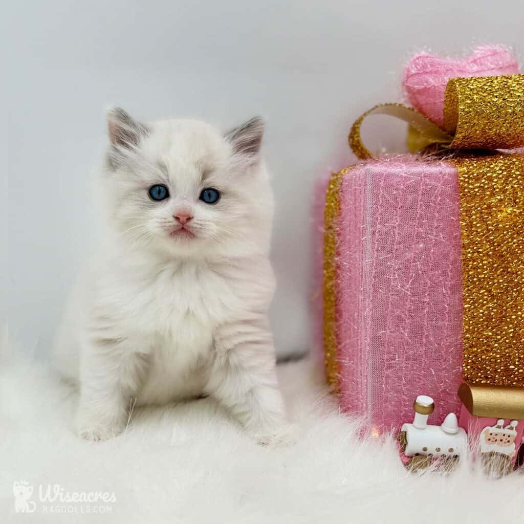 Ragdoll Kittens for Sale in Missouri: TICA Top Breeder