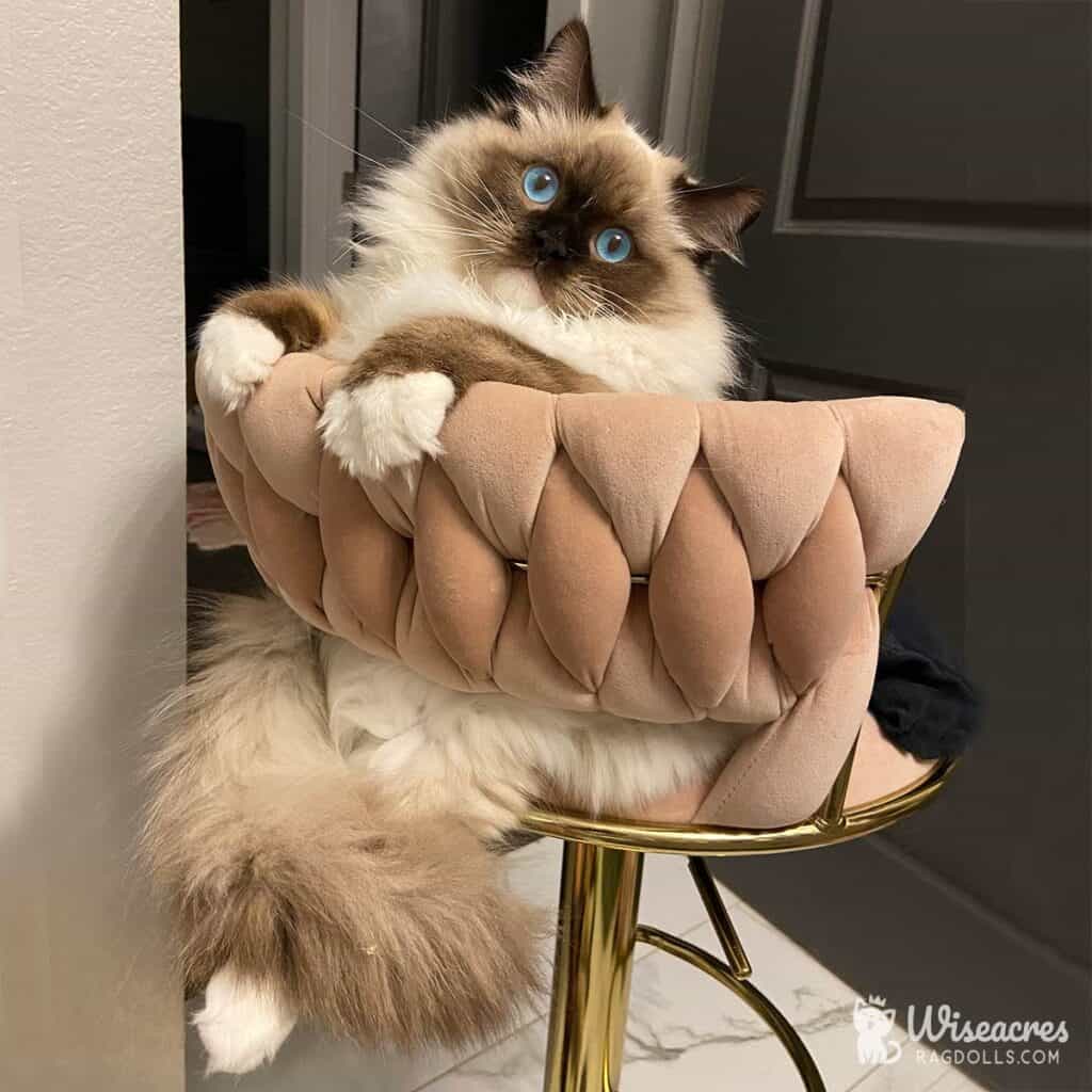Stunning Ragdoll Colors and Patterns: Interactive 2026 Guide