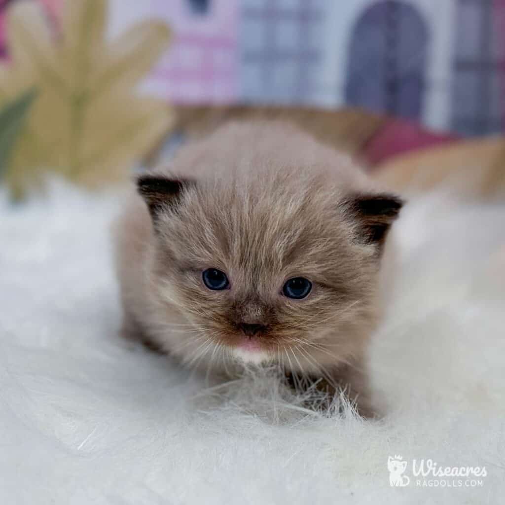 Brown Ragdoll Kittens For Sale (Photos and Pricing)
