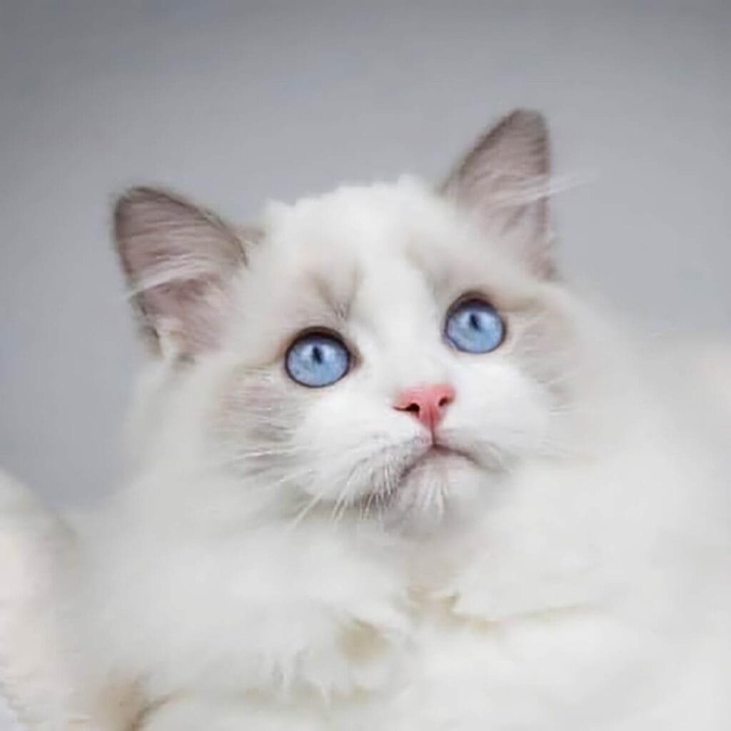Ragdoll Kitten Cost & 2026 Price Guide | Wiseacres Ragdolls