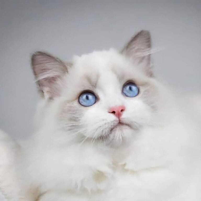 Male Ragdoll Kings | Health-Tested Swedish Bloodlines