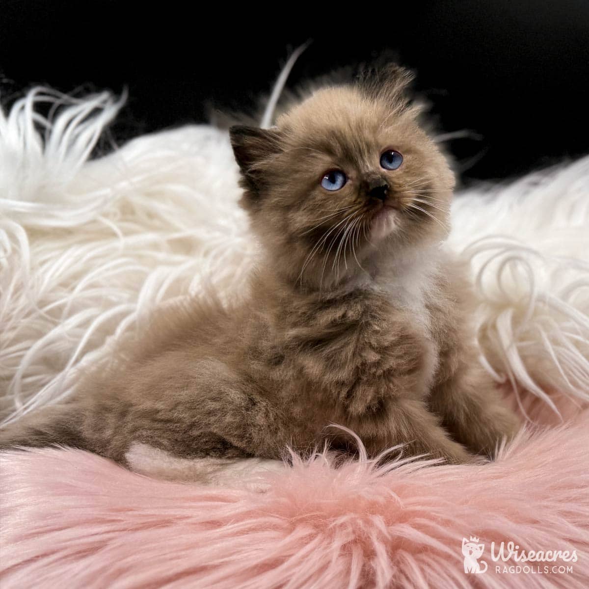 Brown Ragdoll Kittens For Sale (Photos and Pricing)
