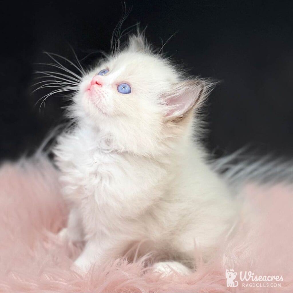 10 Stunning Ragdoll Kitten to Adult Transformation Photos