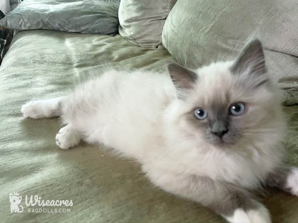 7 Stunning Blue Point Ragdoll Transformation Photos