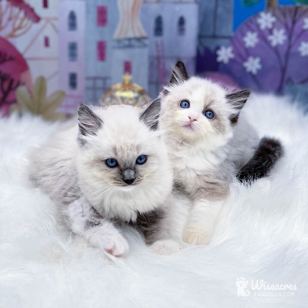 7 Stunning Blue Point Ragdoll Transformation Photos