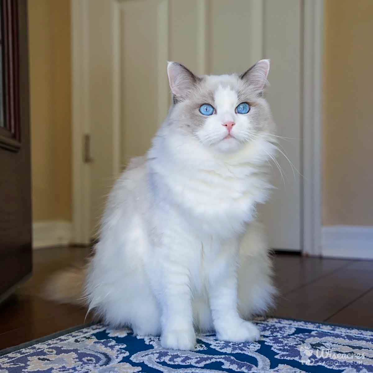 Stunning Blue Bicolor Ragdolls: 2026 Development Guide