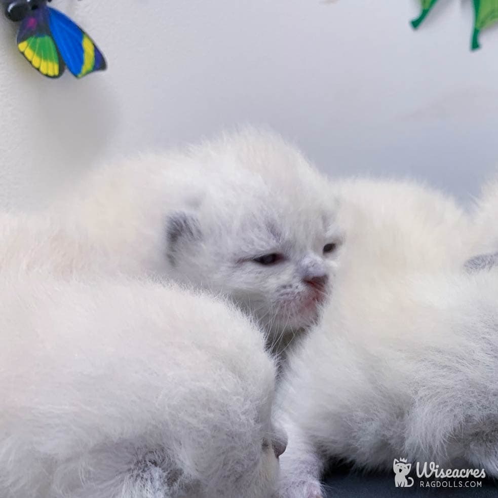 7 Stunning Blue Point Ragdoll Transformation Photos