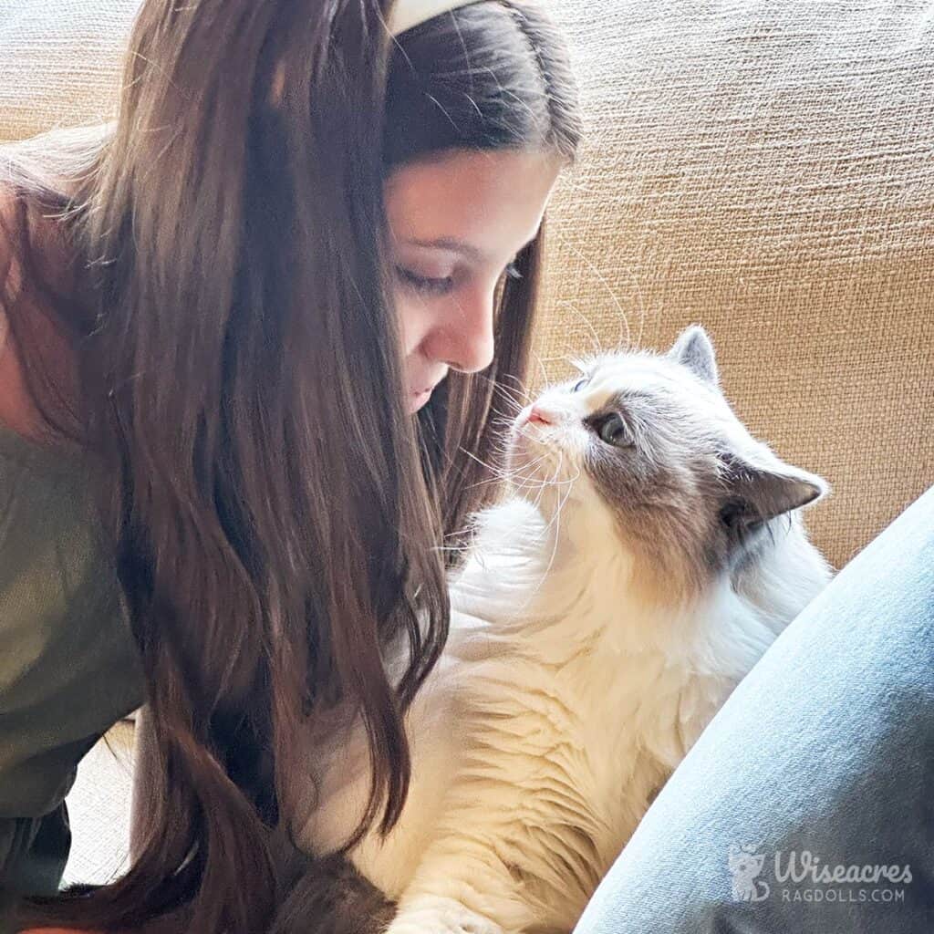 5 Stunning Blue Bicolor Ragdoll Transformation Photos