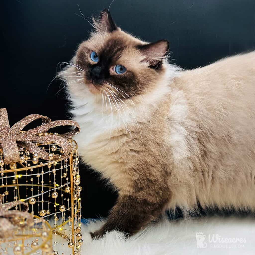 Ragdoll Kitten Cost & 2026 Price Guide | Wiseacres Ragdolls