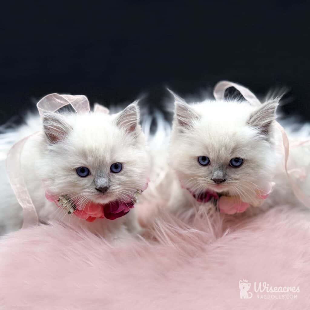 7 Reasons to Love Blue Mitted Ragdolls: 2026 Breed Guide