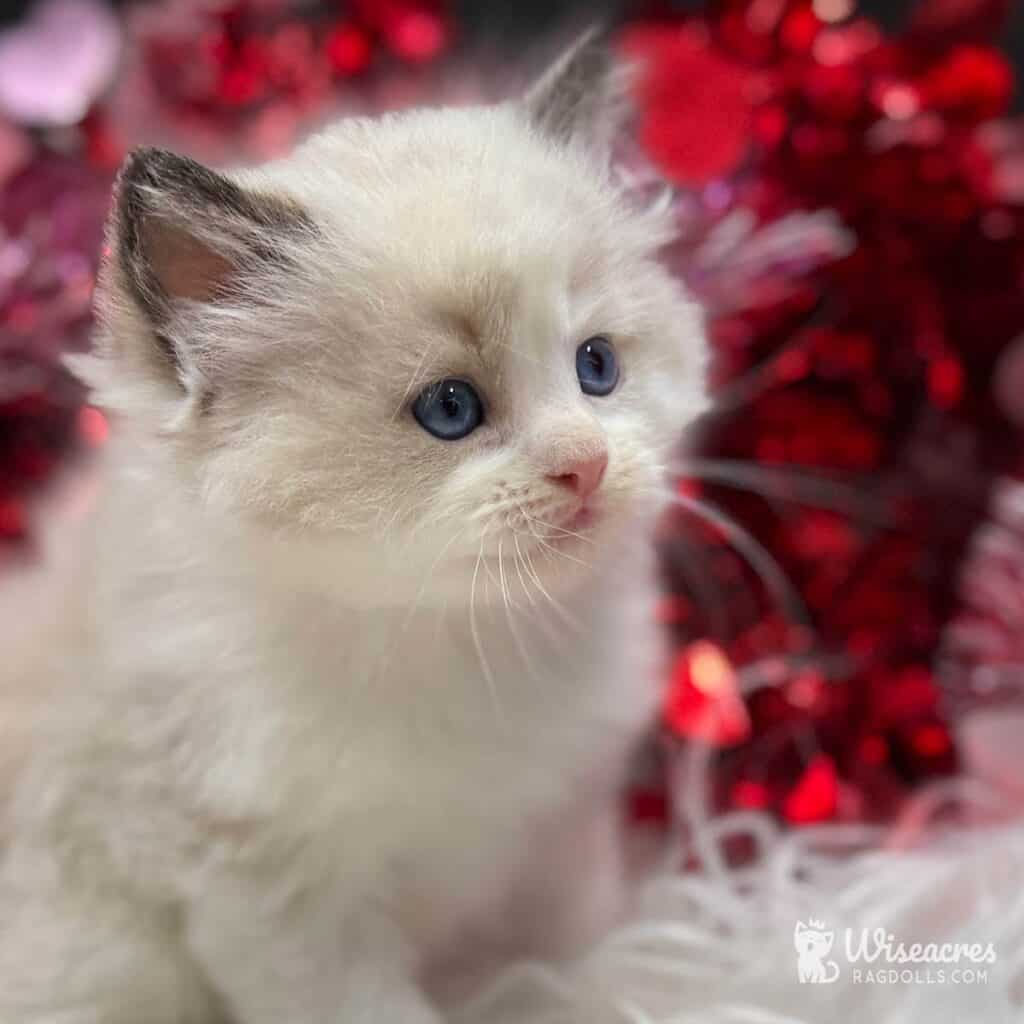 Seal Bicolor Ragdoll Kitten For Sale - Meet Lil' Billy