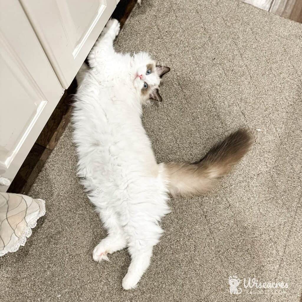 Do Ragdoll Cats Shed? 7 Tips to Manage Their Silky Coats