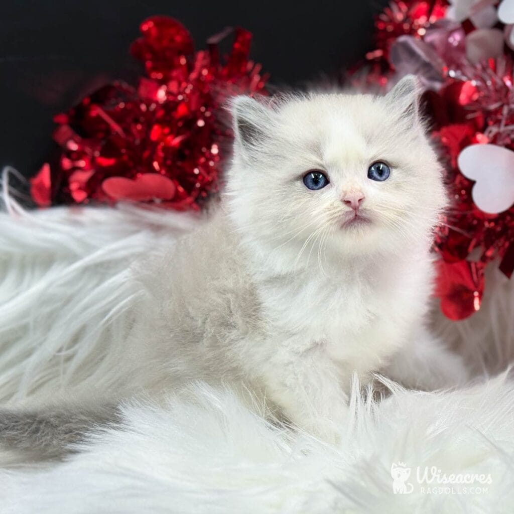 Stunning Blue Bicolor Ragdolls: 2026 Development Guide