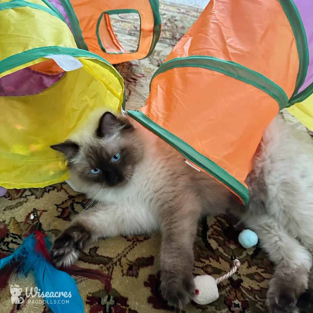 7 Tips for a Long Ragdoll Lifespan: How Long Do They Live?