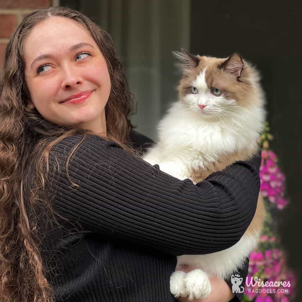 Stunning Ragdoll Colors and Patterns: Interactive 2026 Guide