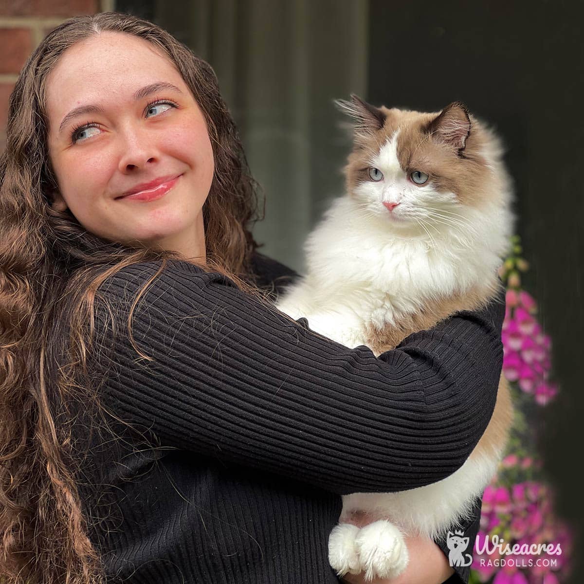 How Big Are Ragdoll Cats? 2026 Size Guide & Growth Tracker