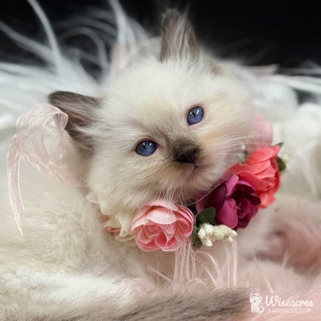 Ragdoll Kittens for Sale in Michigan: 5-Star Nanny Delivery